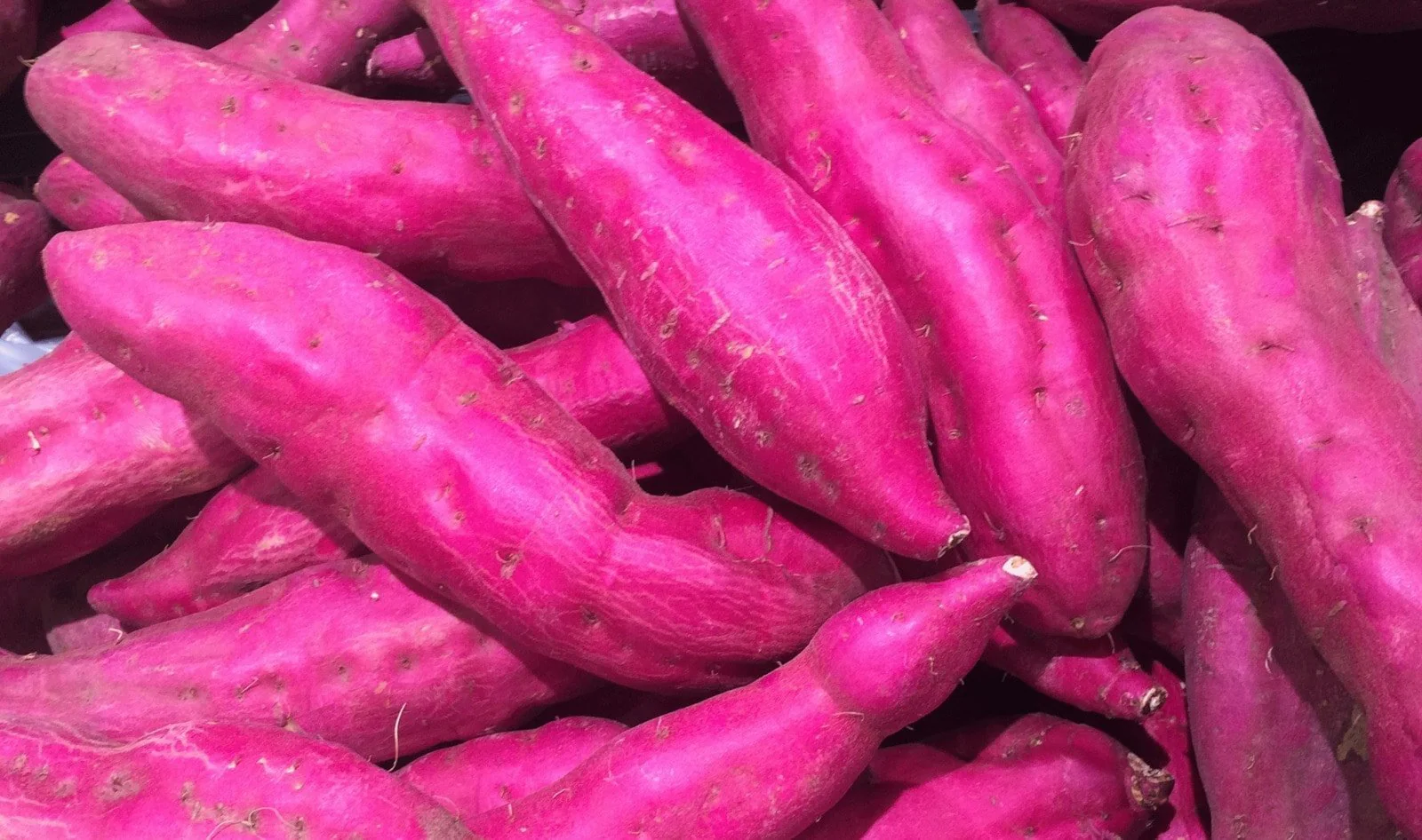 SWEET POTATO RED